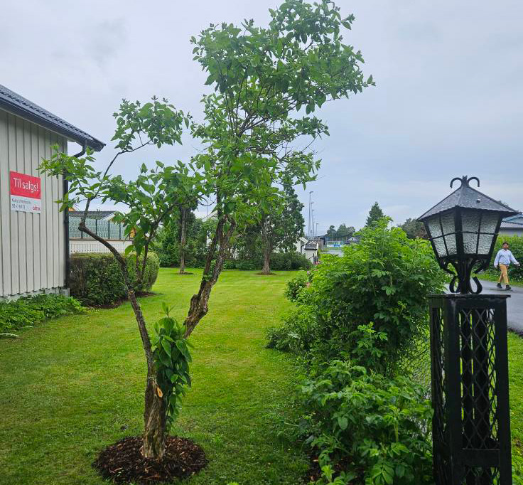 Oppgradering av uteområde med hagearbeid før salg i Østfold for et bedre førsteinntrykk